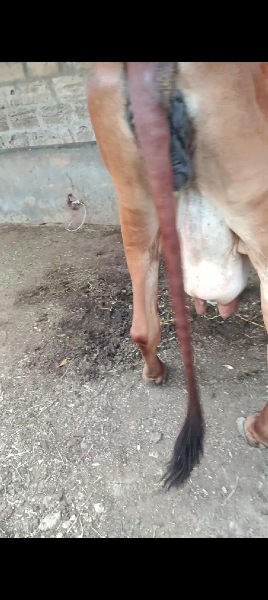 થંબનેલ 3