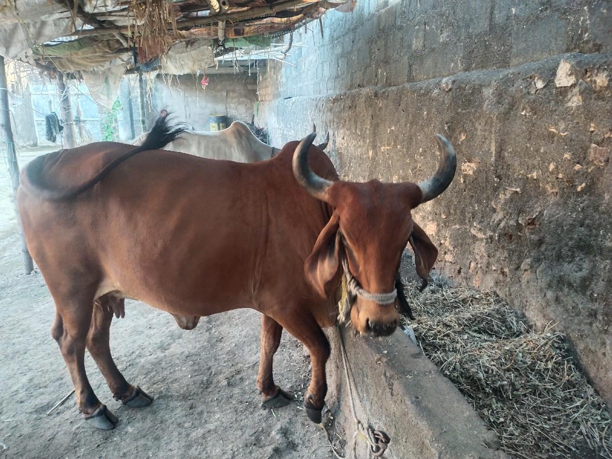 થંબનેલ 2