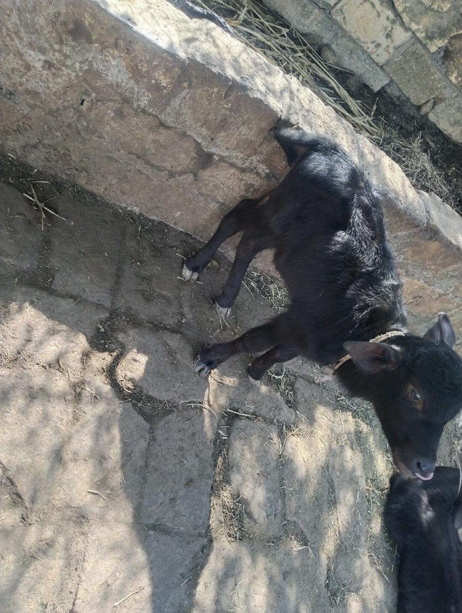 ભેંસ વેચવાની છે