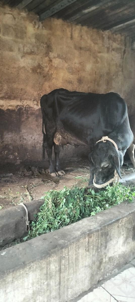 થંબનેલ 2