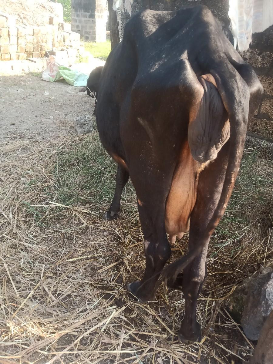 થંબનેલ 3