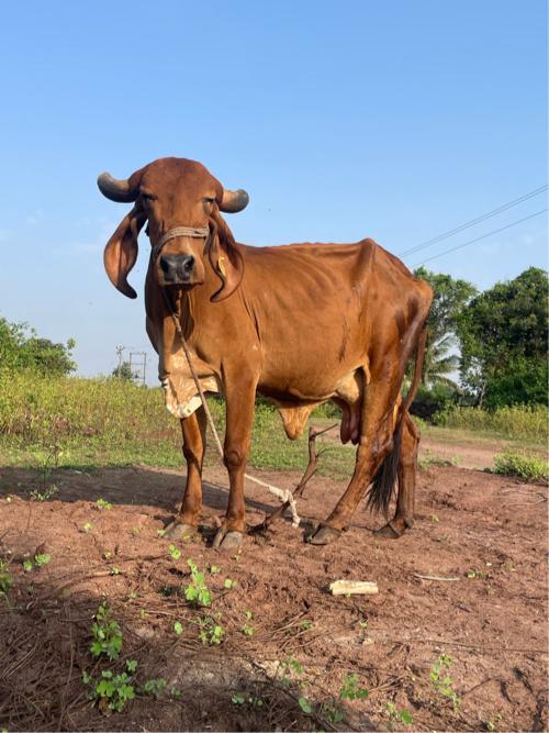 ગિર ગાય વેચવાની છે