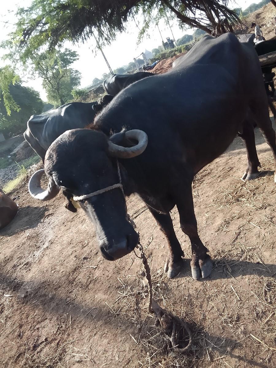 ભેંસ વેચવાનું છે