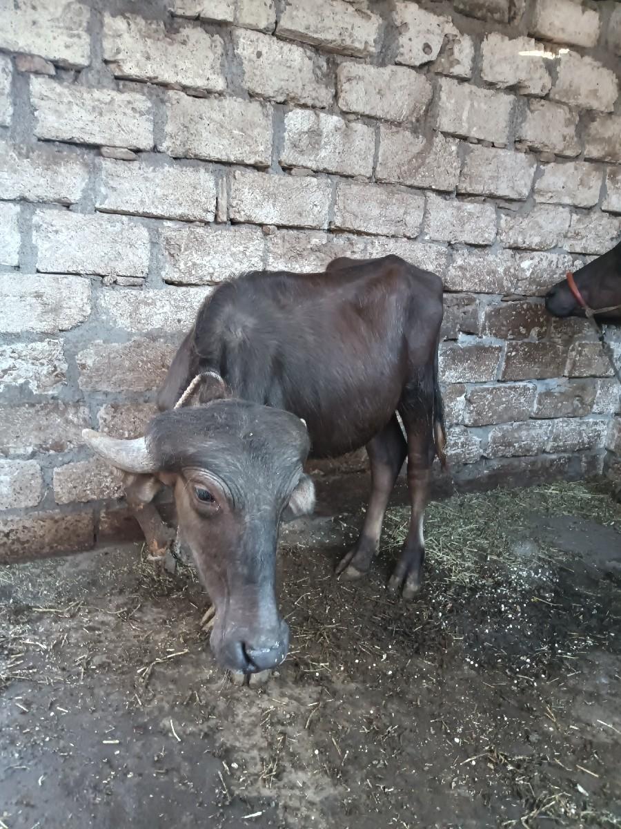 થંબનેલ 2