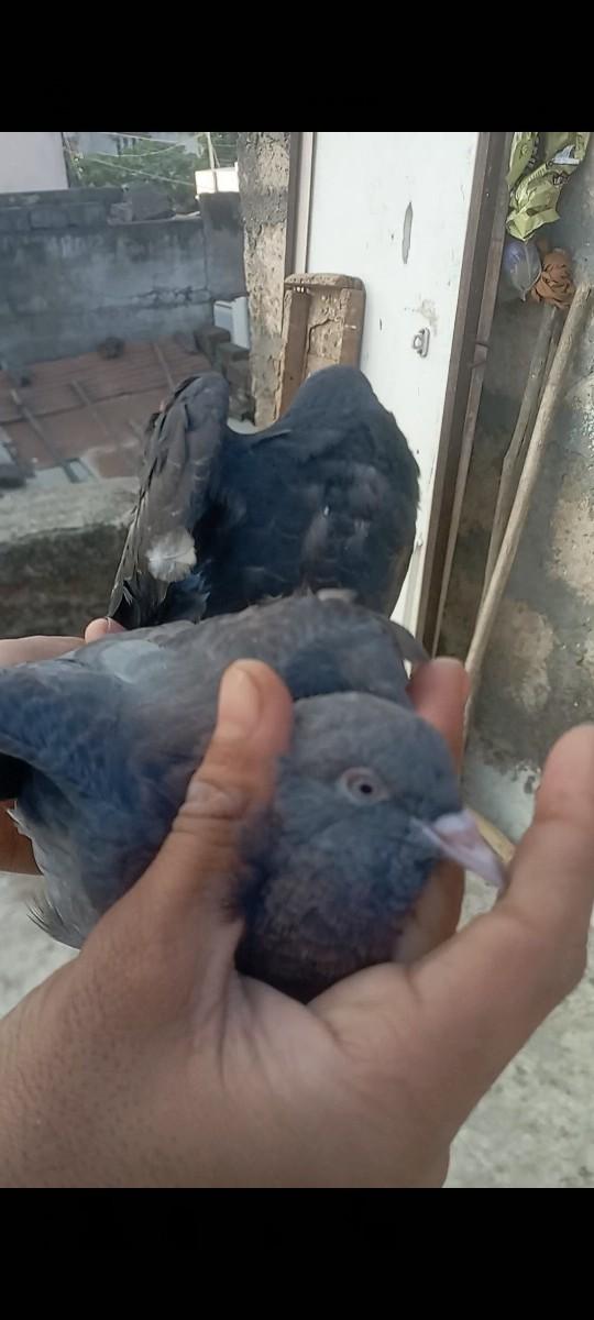 બચા જોઙી ફુલ ઉઙાન નાઉઙેતો  પાછા