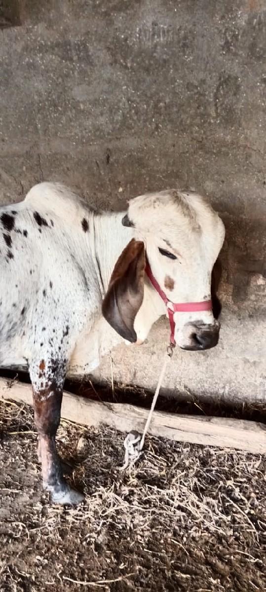 થંબનેલ 3