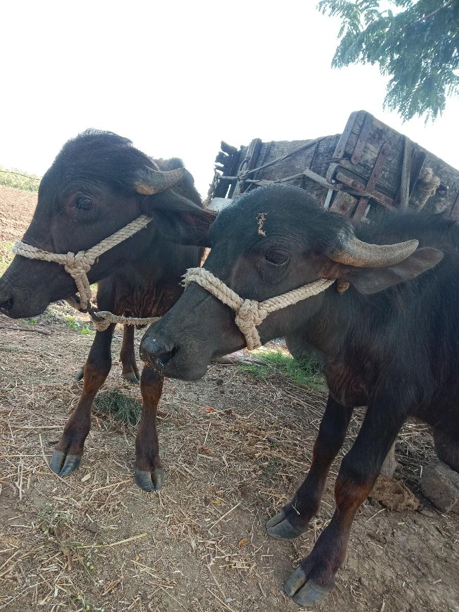 બે પાડી વેચવાની છે