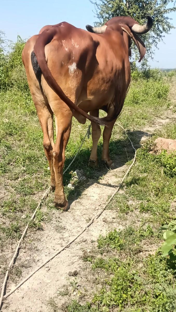 gay pchr desi soji javb dari vari