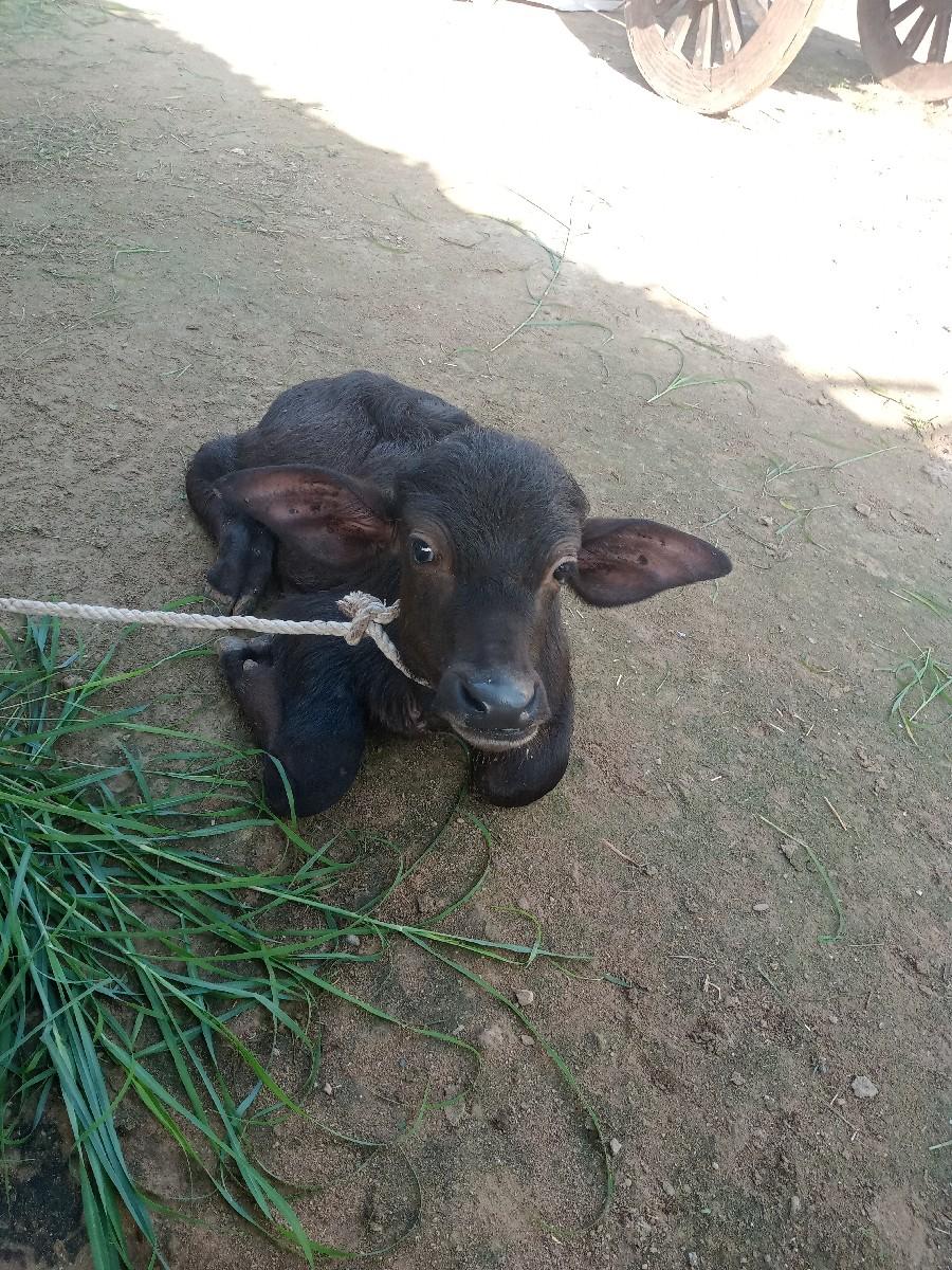 થંબનેલ 3