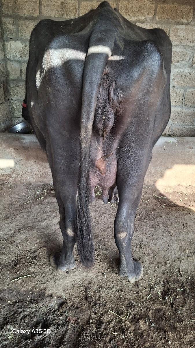 બે ભેંસ વેચાવાની છે