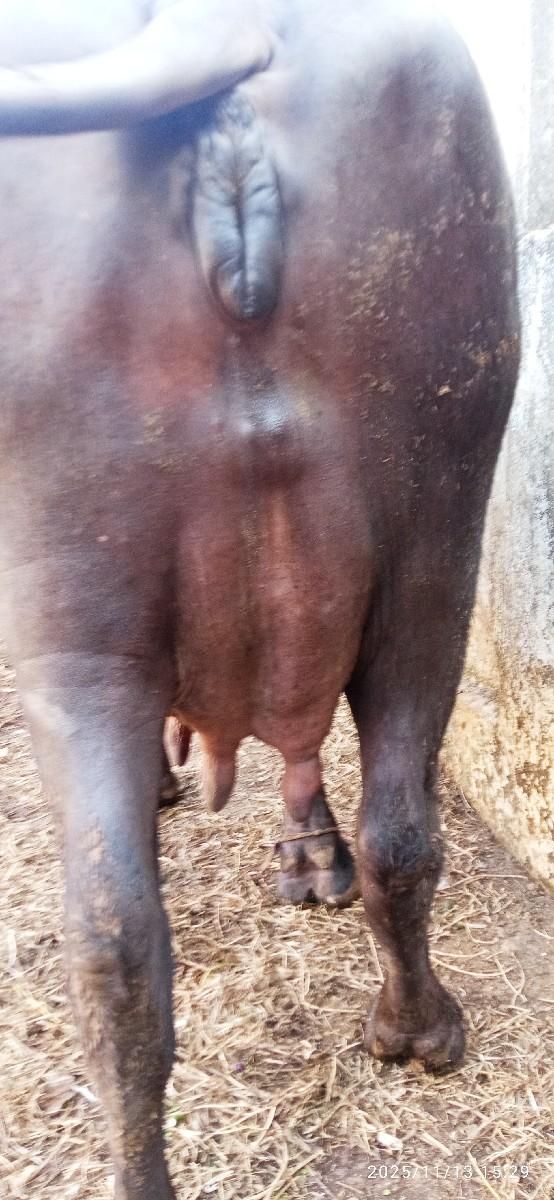 થંબનેલ 3