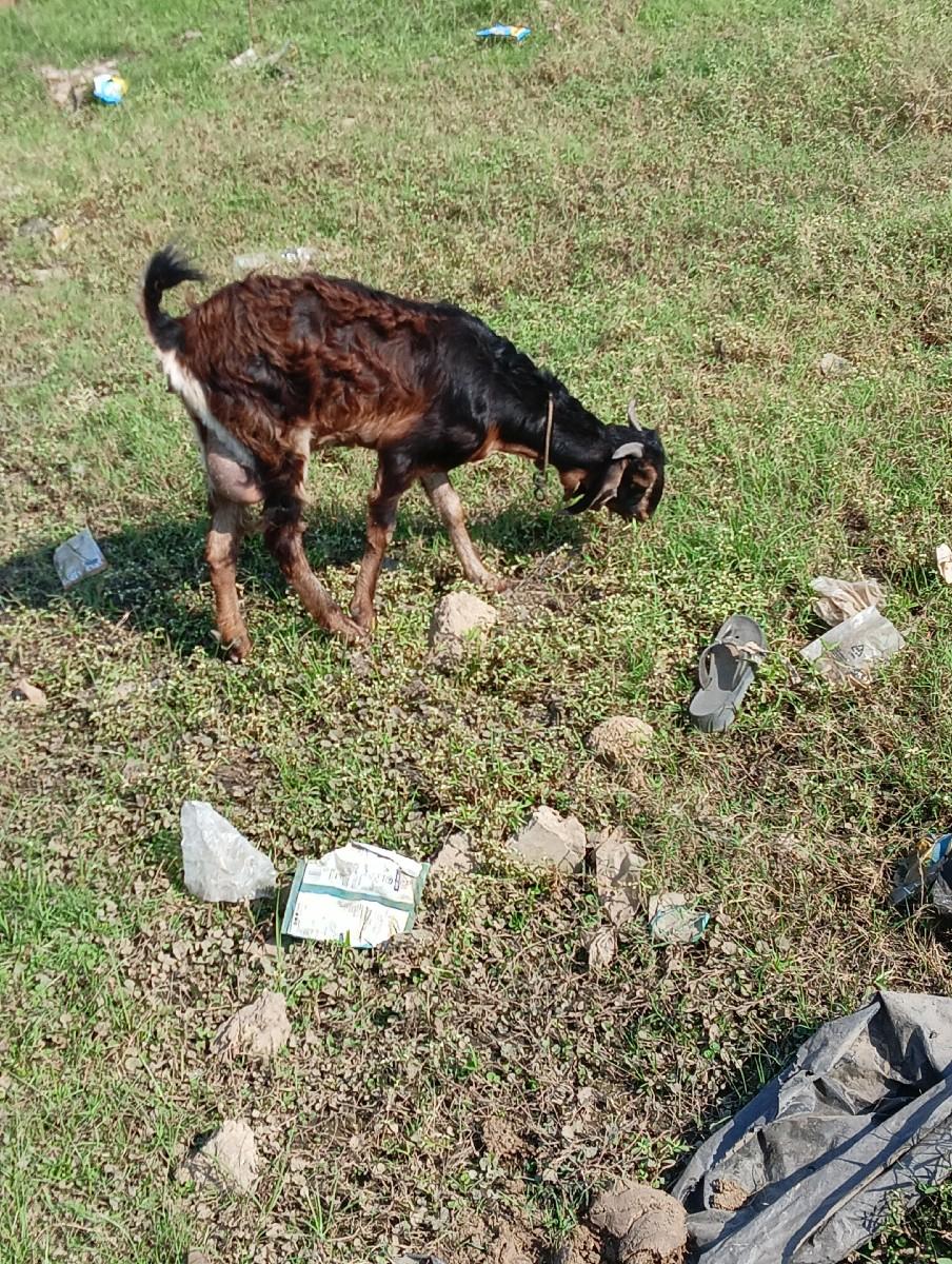 ek Bakri ek Bakro dewanu che