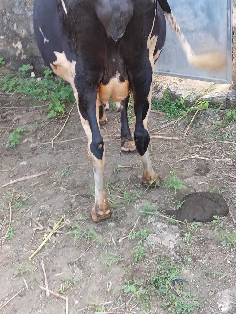 થંબનેલ 2