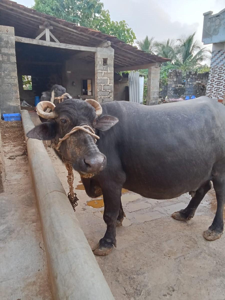 થંબનેલ 3