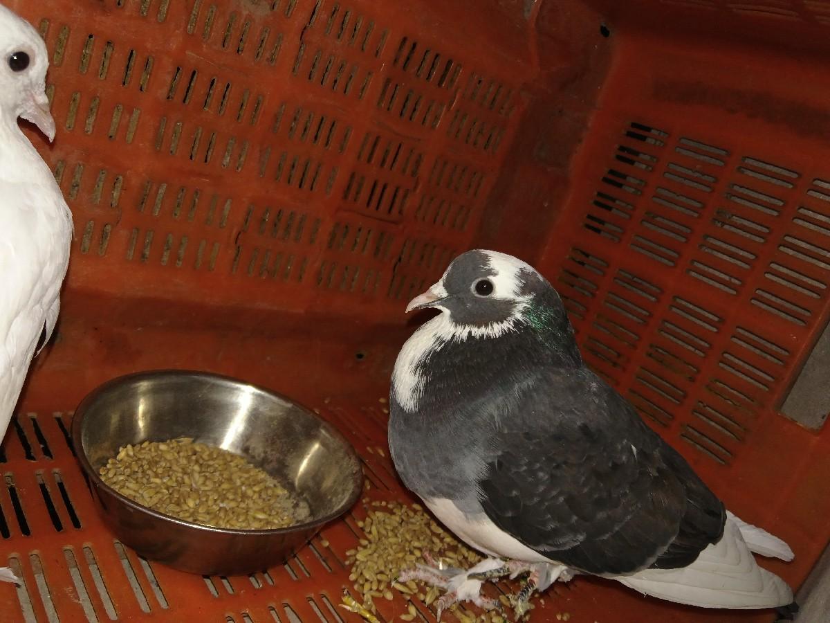 આ કબુતર ની જોડી વેચવાની છે