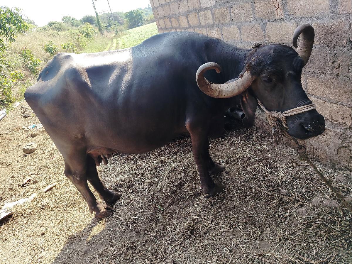 થંબનેલ 3