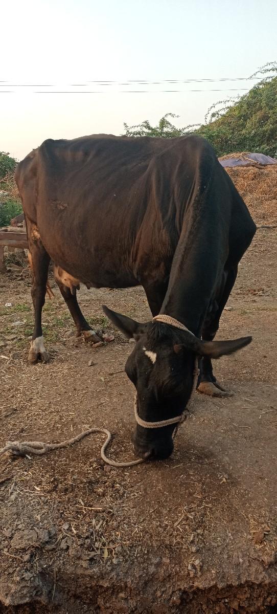 થંબનેલ 3