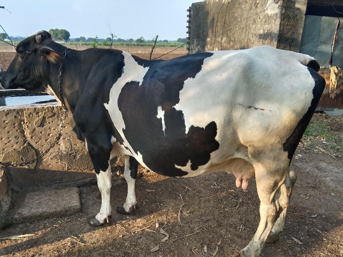 थंबनेल 3