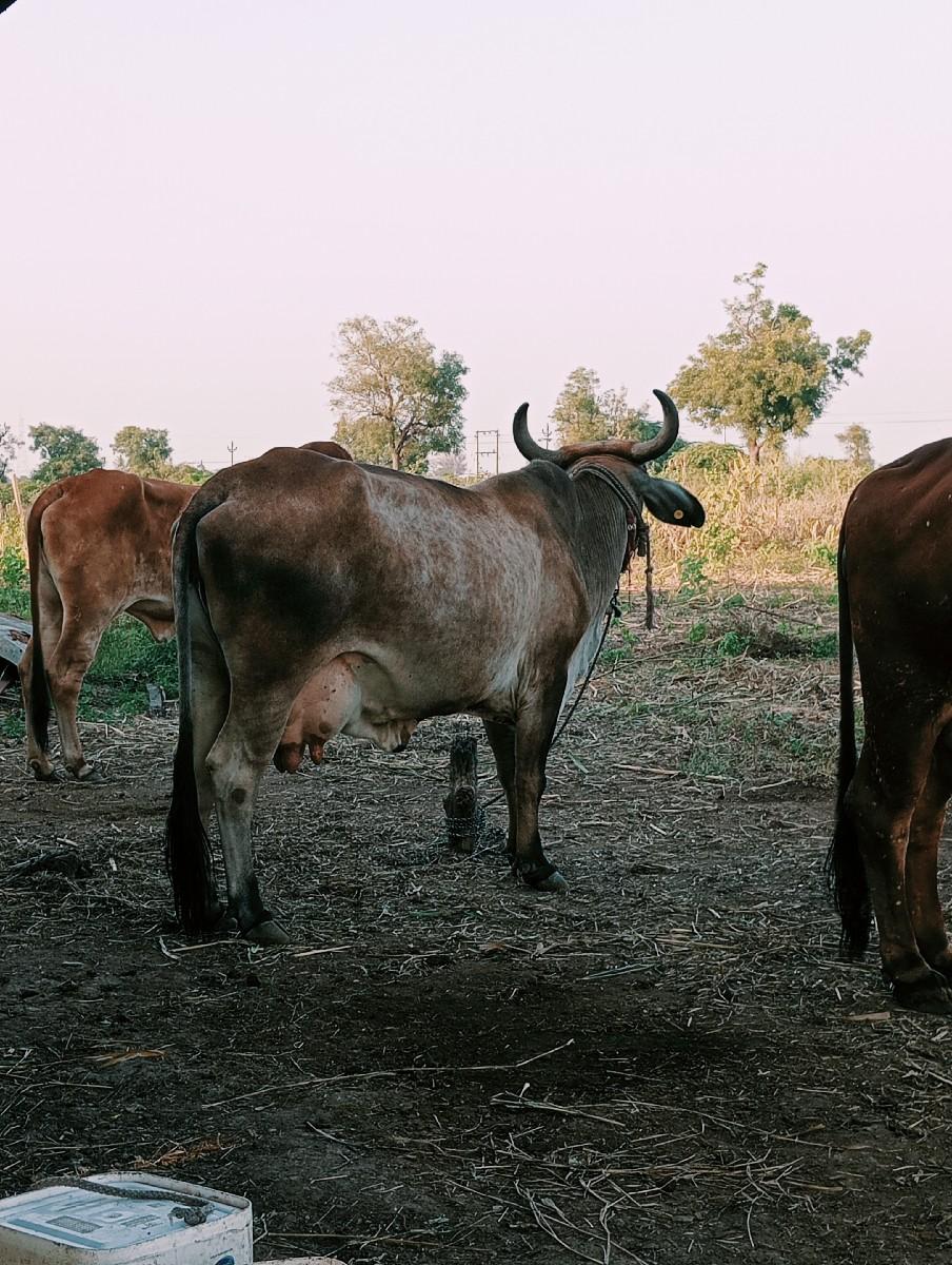ગીર ક્રોસ ગાય આપવાની છે