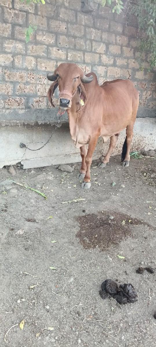 થંબનેલ 2