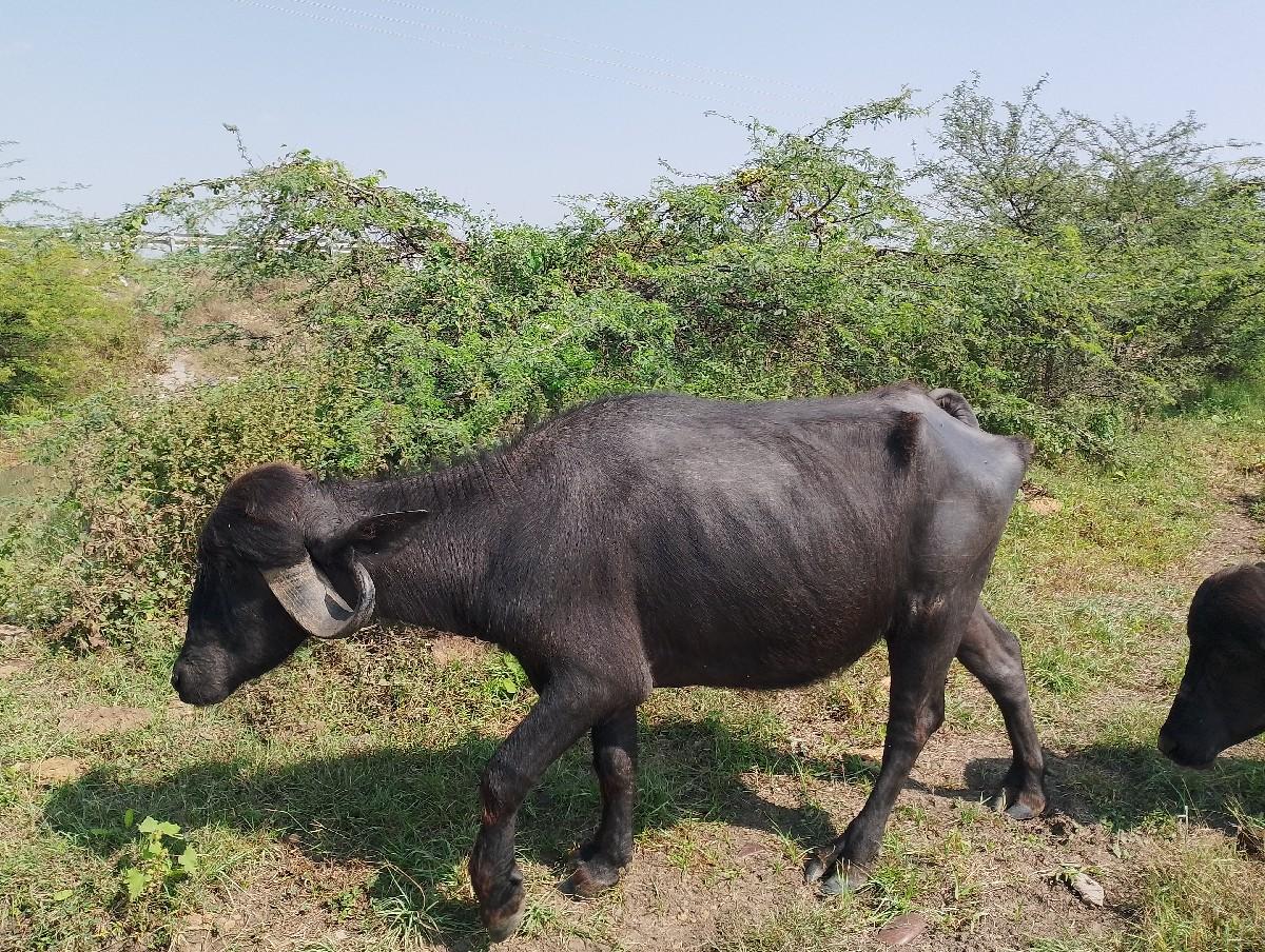 થંબનેલ 2