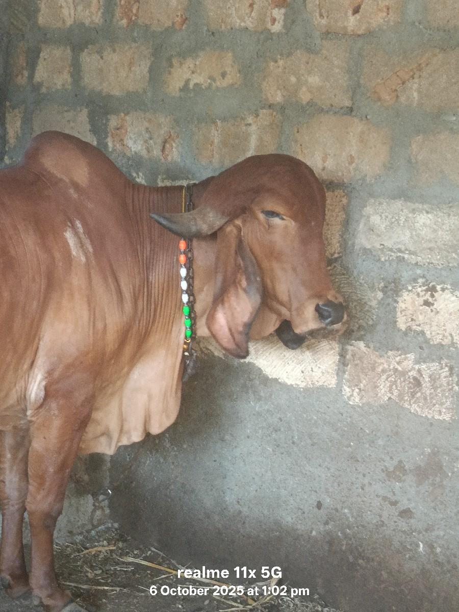 ગીર ગાય વેચવાની છે