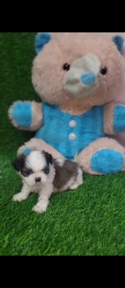 થંબનેલ 2