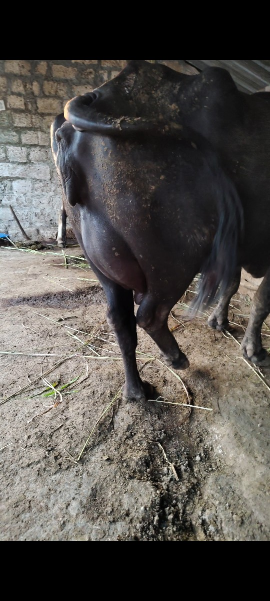 તાજી વ્યાનલ ૩ જુ વેતર