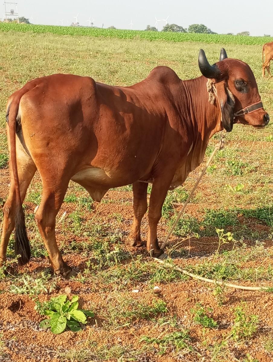 ગાય વેચવાની છે