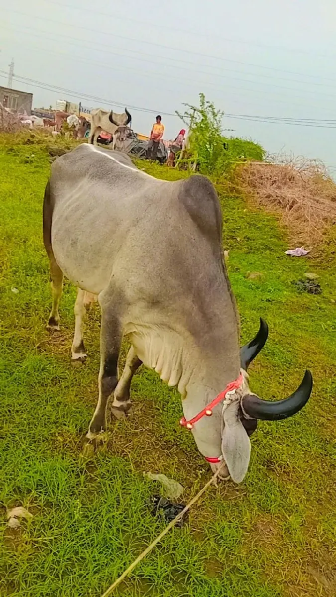 થંબનેલ 3