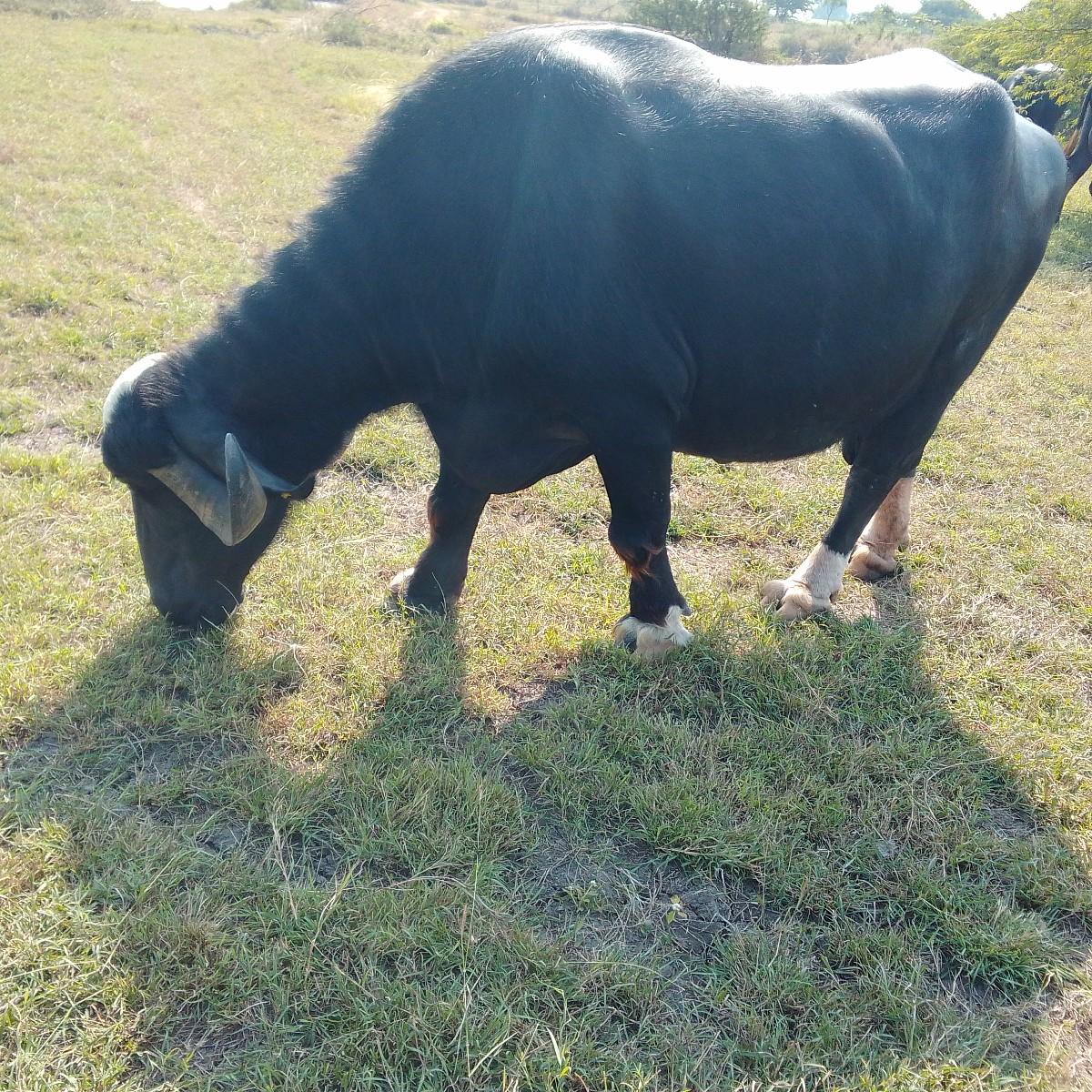 ભેંસ વેચવાની છે