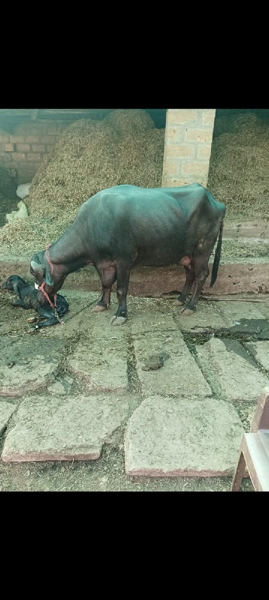 ભેંસ વેચવાની છે