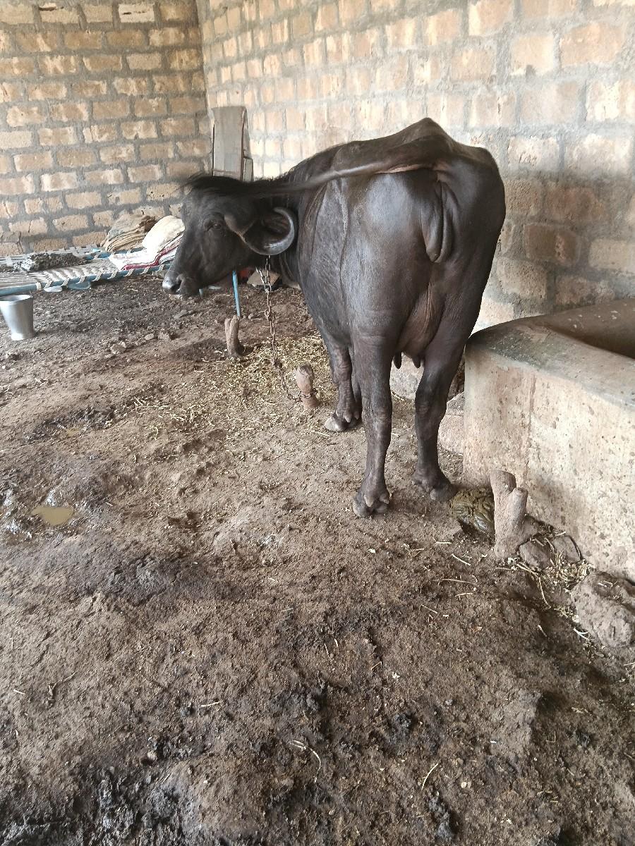 થંબનેલ 5