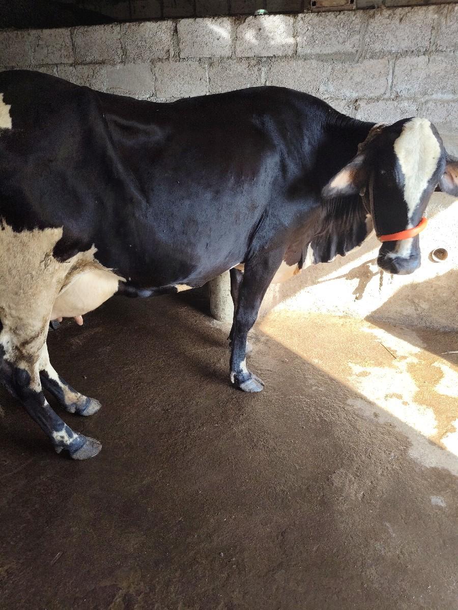 થંબનેલ 3