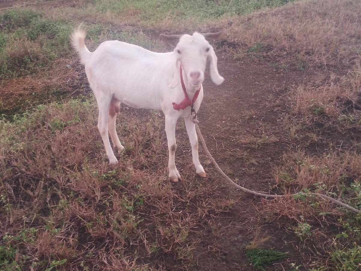 થંબનેલ 3