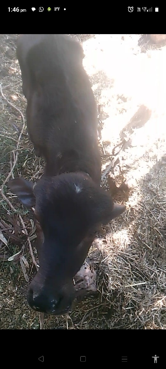 થંબનેલ 3