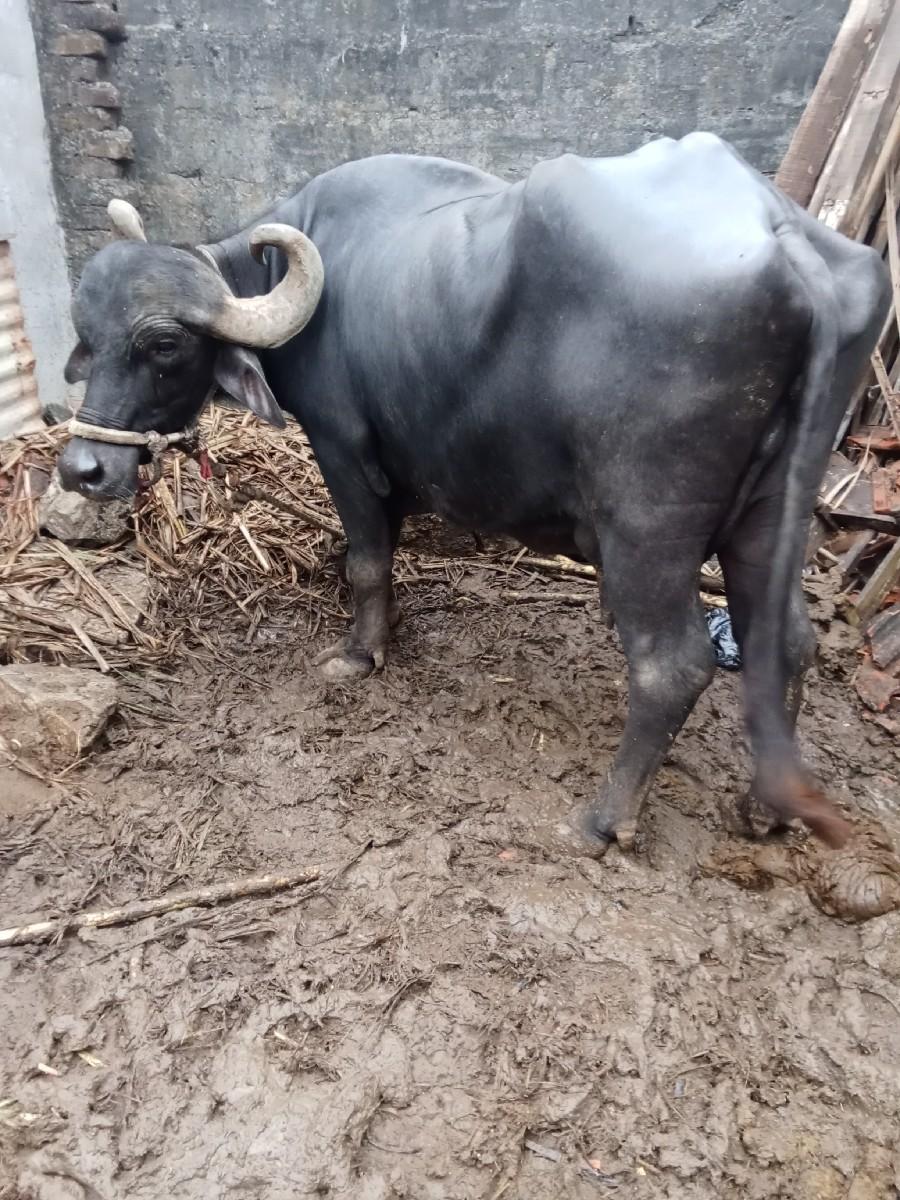 થંબનેલ 3