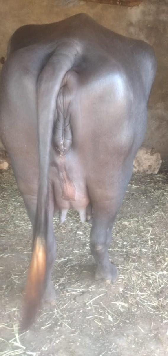 થંબનેલ 3