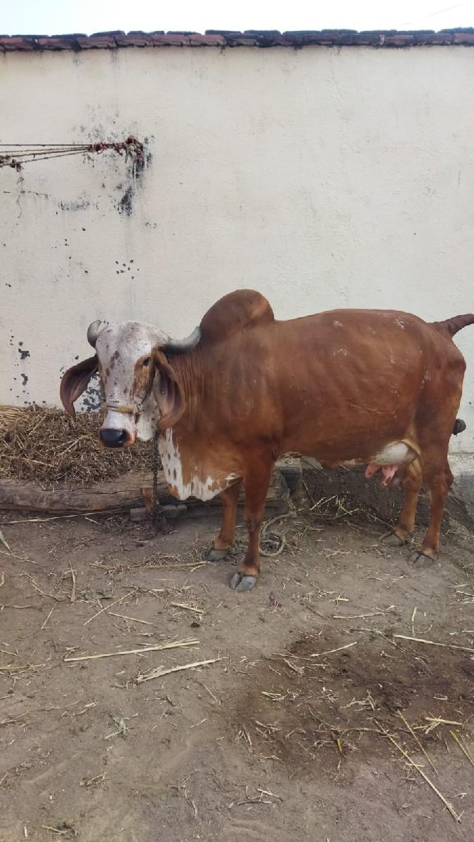 ગાય (દેશી) વેચવાની છે