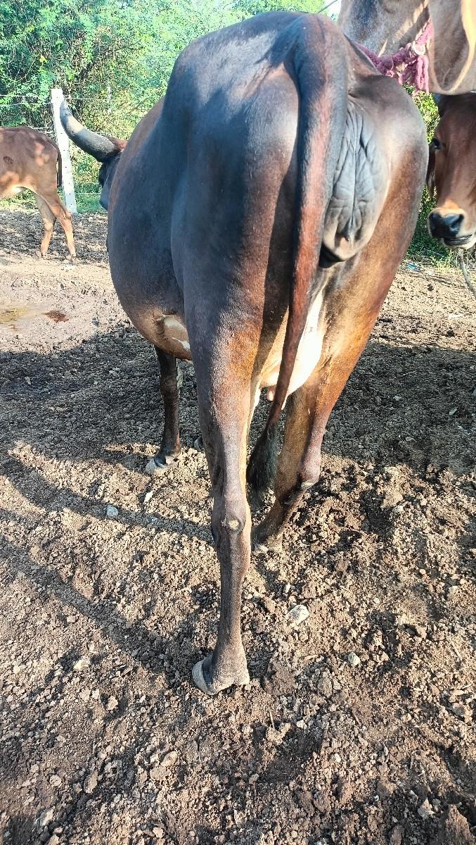 થંબનેલ 3