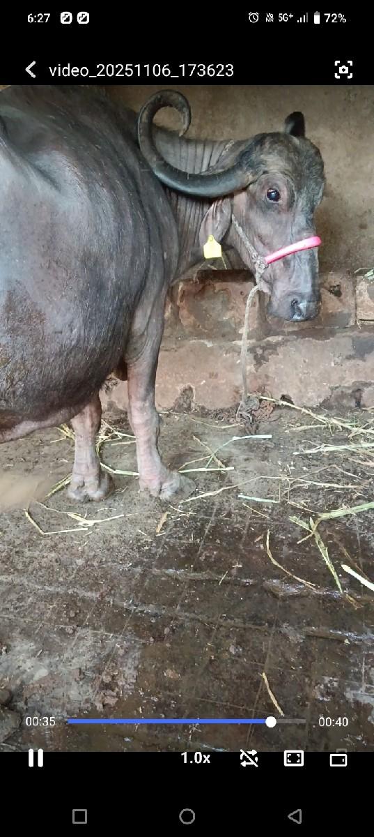 ભેંસ વેચવાની છે