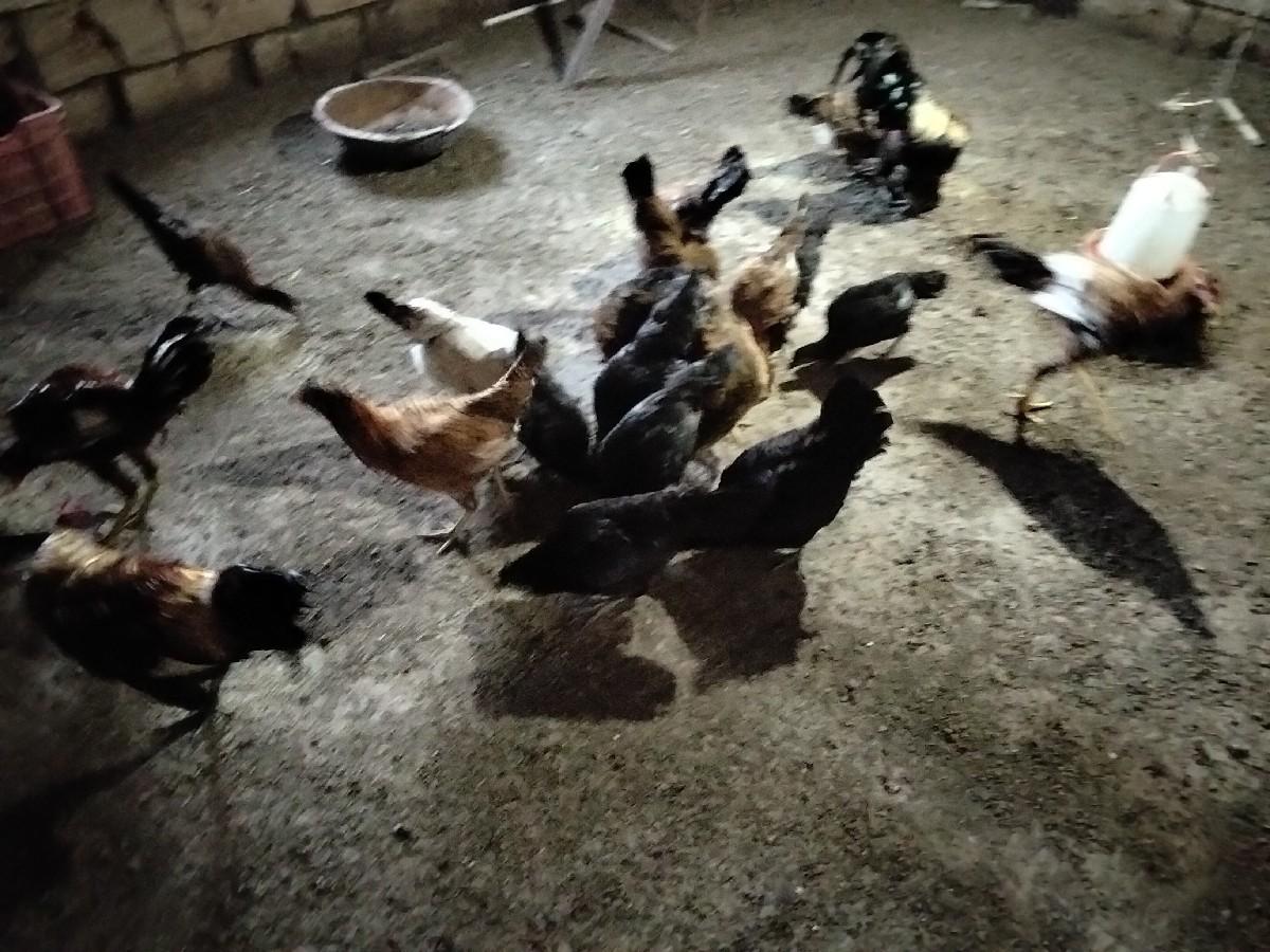 થંબનેલ 3