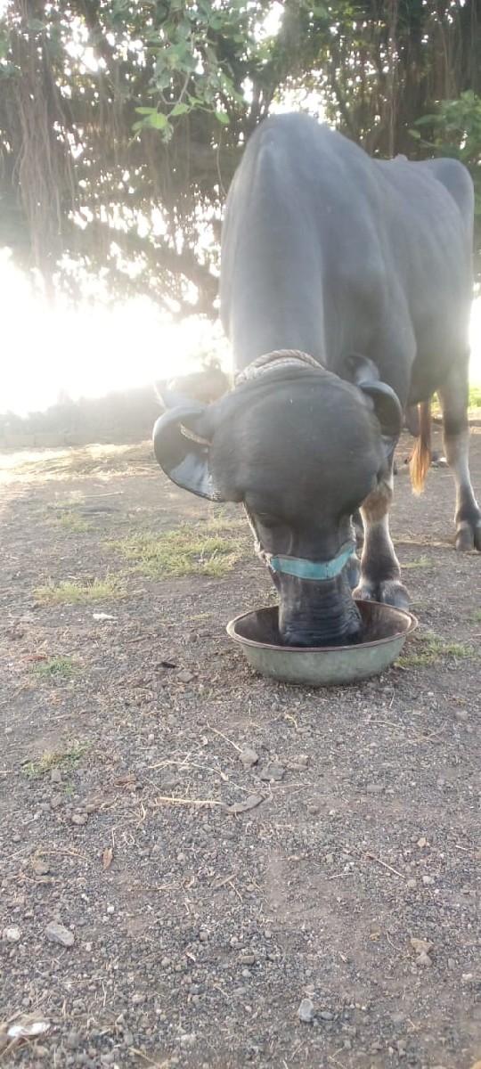 થંબનેલ 2