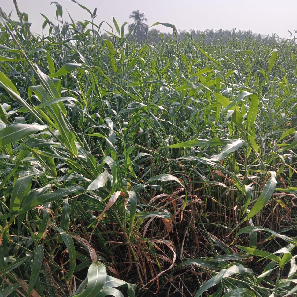 લીલી જુવાર નો સારો વેસવા નો સે