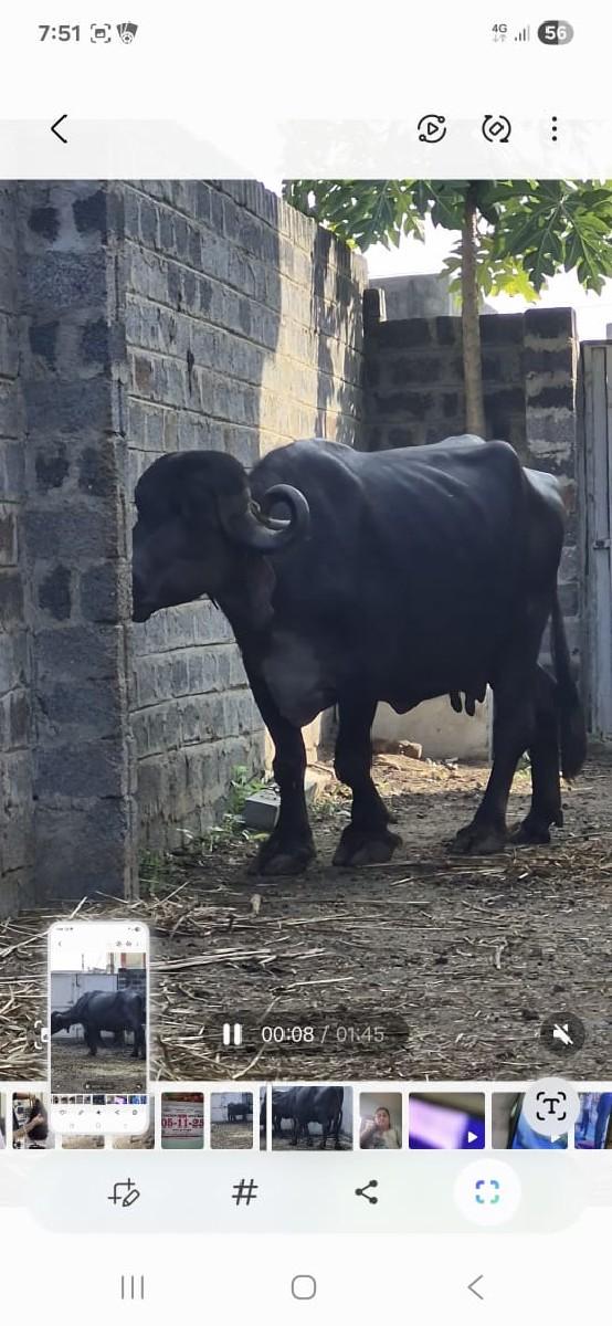 થંબનેલ 3