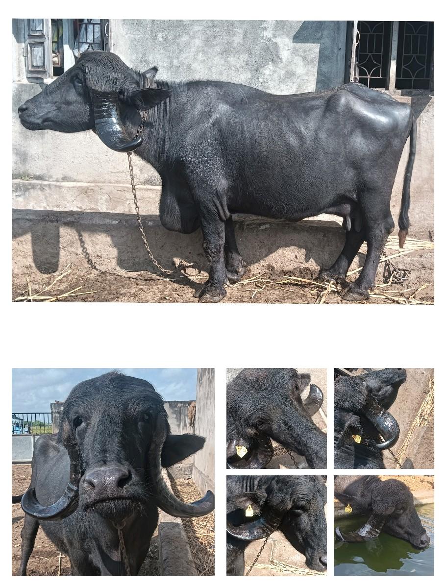 થંબનેલ 3