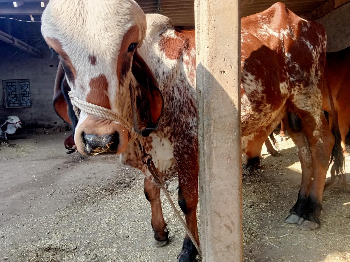 ગીર ખુટ વેચવાનો છે