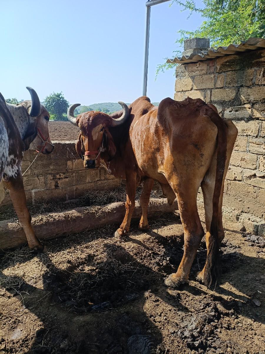 બળદ આપવા ના છે.