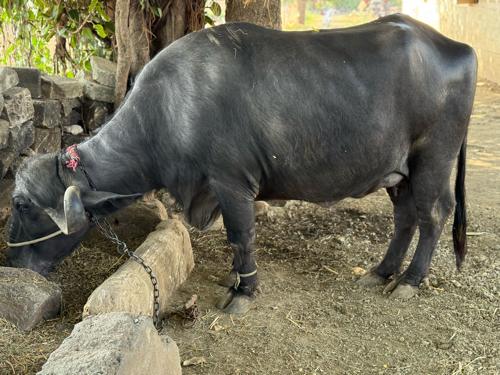 થંબનેલ 2