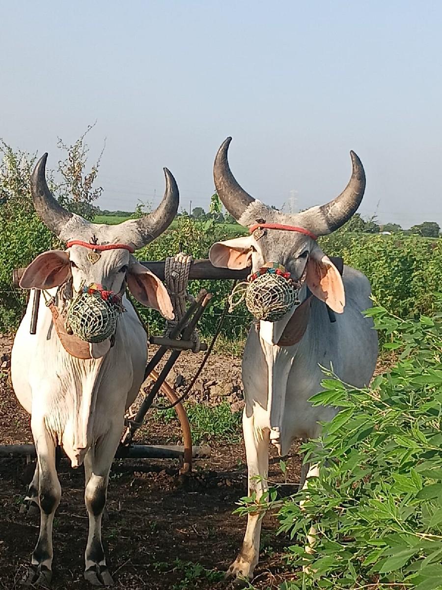 આ બળદ વેચવાના છે